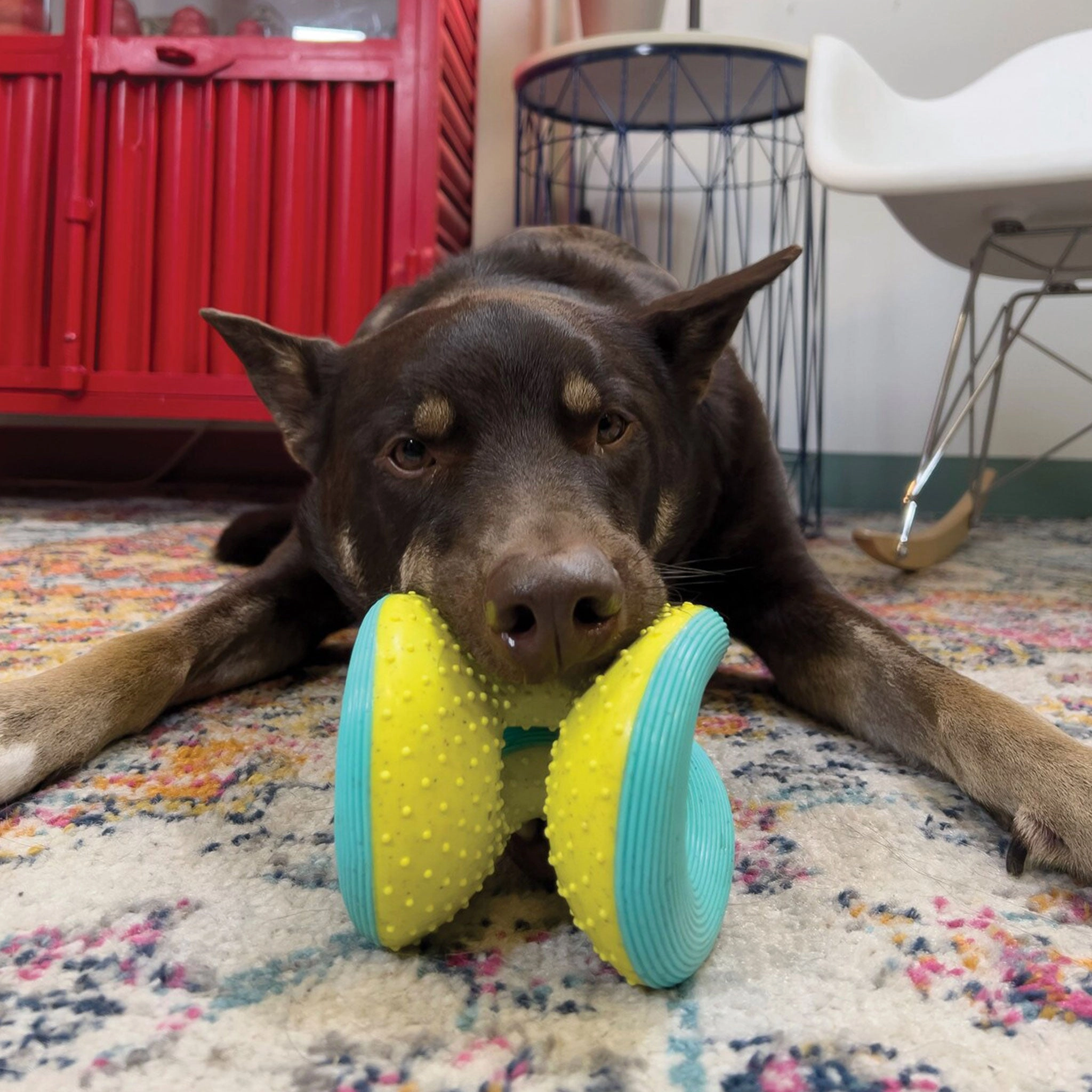 Kong Rerun Whoosh Ball Multi Dog Toys