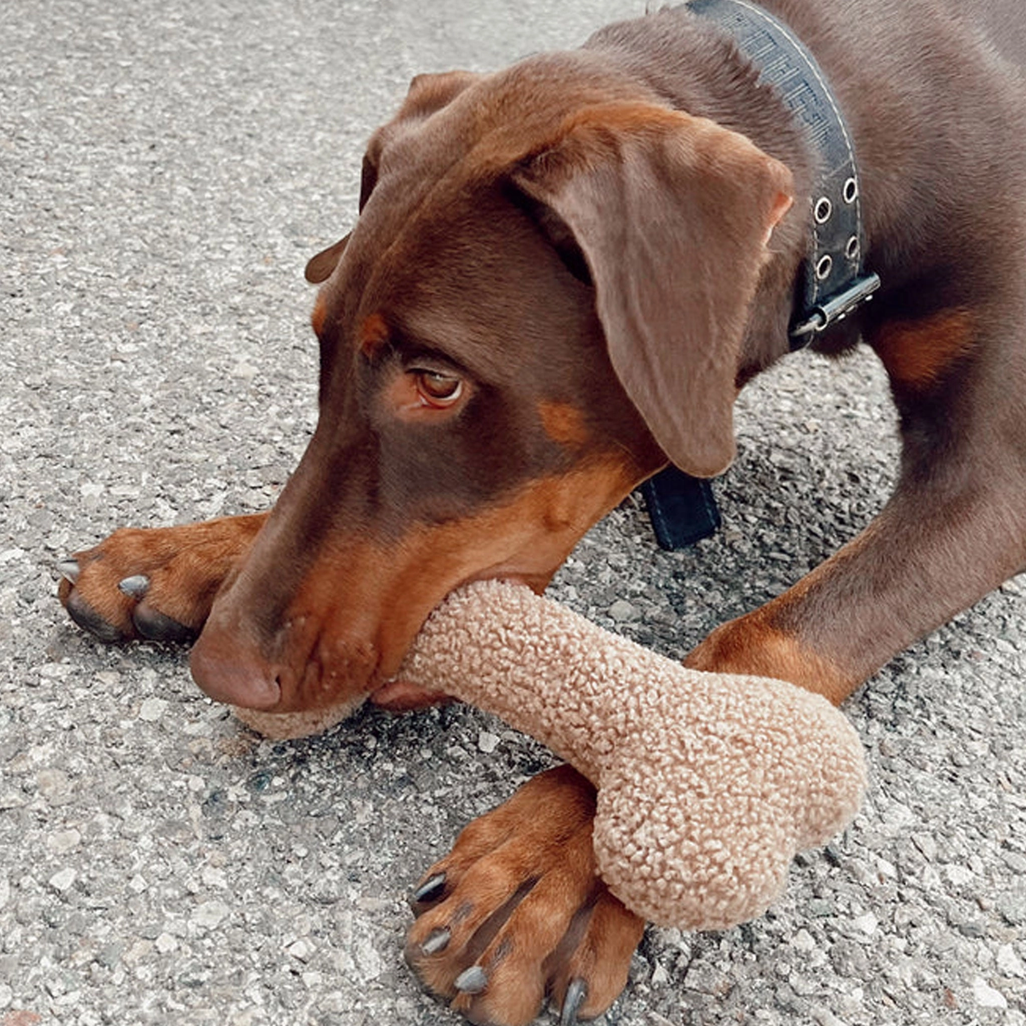 ModernBeast Funny Bone Dog Toy